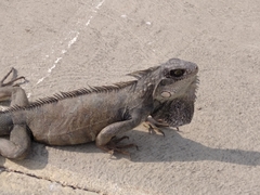 Iguana iguana