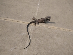 Iguana iguana