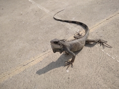 Iguana iguana