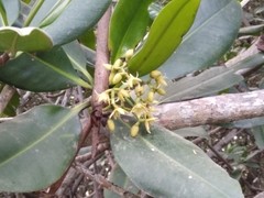 Rhizophora mangle