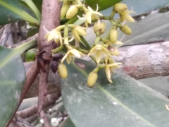 Rhizophora mangle
