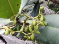 Rhizophora mangle