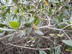 Rhizophora mangle