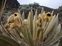 Espeletia hartwegiana