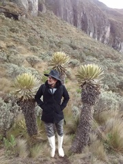 Espeletia hartwegiana