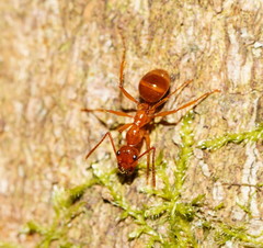 Notoncus spinisquamis