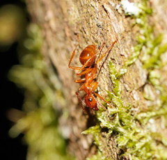 Notoncus spinisquamis