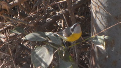 Coereba flaveola