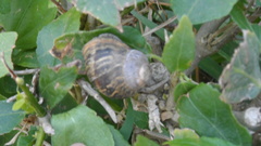 Cornu aspersum