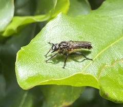 Laphriini