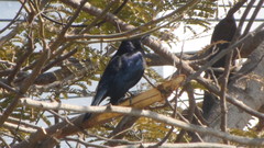 Molothrus bonariensis