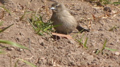 Molothrus bonariensis