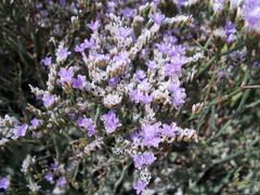 Limonium californicum