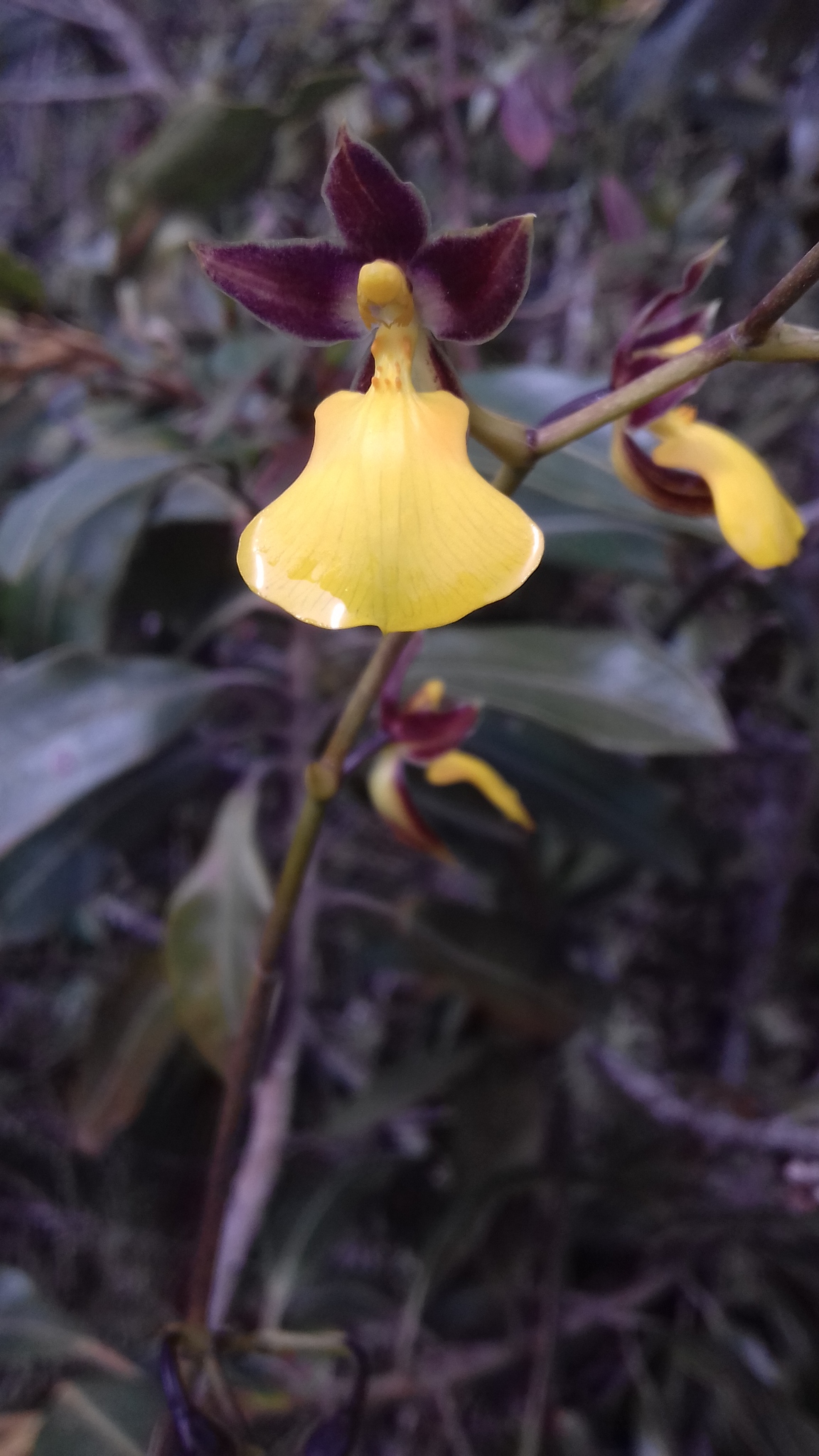 Cyrtochilum aureum (Lindl.) Kraenzl. 4
