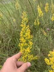 Solidago speciosa rigidiuscula