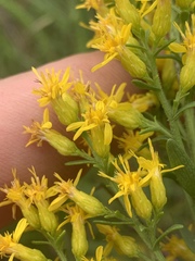 Solidago speciosa rigidiuscula