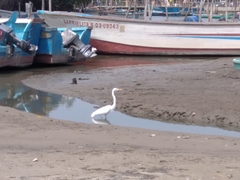 Ardea alba