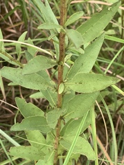 Solidago speciosa rigidiuscula