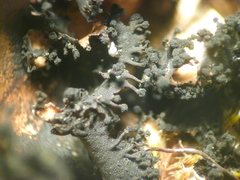 Umbilicaria polyrrhiza image