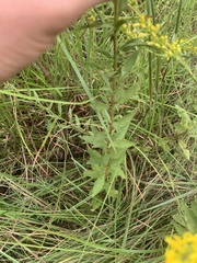 Solidago speciosa rigidiuscula