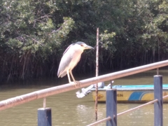 Nycticorax nycticorax