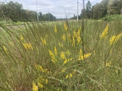 Solidago speciosa rigidiuscula