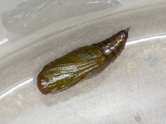 Boarmia suasaria