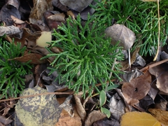 Diphasiastrum complanatum