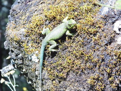 Sceloporus formosus