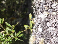 Sceloporus formosus