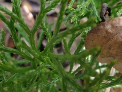Diphasiastrum complanatum