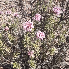 Junellia crithmifolia