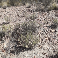 Junellia crithmifolia