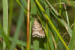 Glaucocharis dilatella