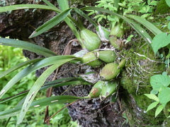 Encyclia