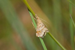 Glaucocharis dilatella