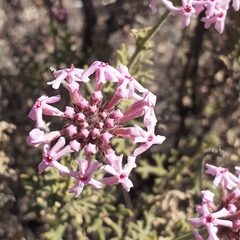 Junellia crithmifolia