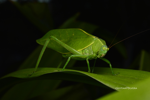 Stilpnochlora azteca