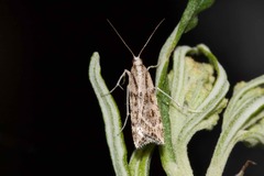 Scoparia ithyntis