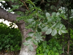 Bursera glabrifolia