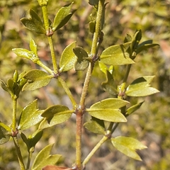 Larrea cuneifolia