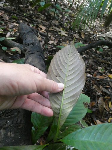 Tetracera fagifolia observed 2019-09-24