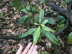 Alstonia angustifolia