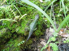 Sceloporus formosus