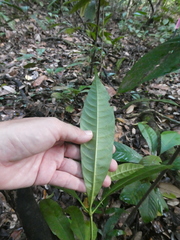 Alstonia angustifolia
