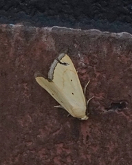 Marimatha quadrata