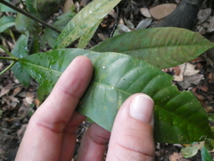 Alstonia angustifolia