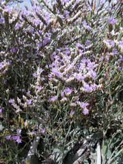 Limonium californicum