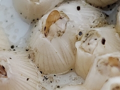 Amphibalanus venustus