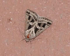 Callistege intercalaris